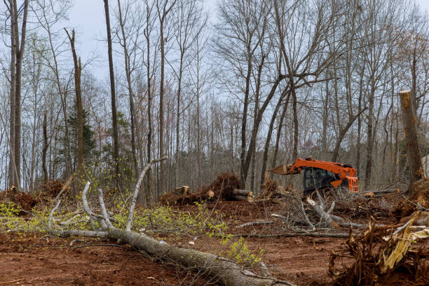 Best Commercial Tree Services  in Spring Lake Park, MN